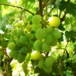 Виноград «Лора»: перспективный и надежный сорт