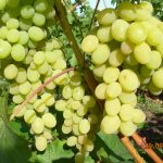 Виноград «Лора»: перспективный и надежный сорт