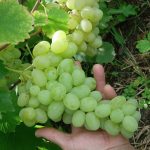 Виноград «Лора»: перспективный и надежный сорт