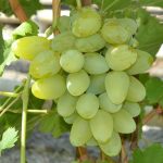 Виноград «Монарх»: описание и агротехника выращивания