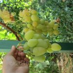 Виноград «Монарх»: описание и агротехника выращивания