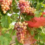 Виноград «Преображение»: характеристика и правила ухода