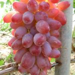 Виноград «Преображение»: характеристика и правила ухода