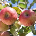 Яблоня «Конфетное»: правила выращивания и характеристика плодов