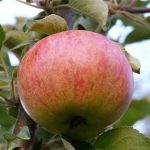 Яблоня «Конфетное»: правила выращивания и характеристика плодов