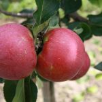 Яблоня сорта «Лобо»: описание сорта и отзывы садоводов