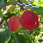 Яблоня сорта «Лобо»: описание сорта и отзывы садоводов