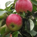 Яблоня сорта «Лобо»: описание сорта и отзывы садоводов