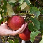 Яблоня сорта «Лобо»: описание сорта и отзывы садоводов