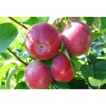 Яблоня сорта «Лобо»: описание сорта и отзывы садоводов