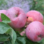 Яблоня «Орлик»: технология культивирования и достоинства сорта