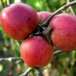 Яблоня «Орлик»: технология культивирования и достоинства сорта