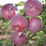 Яблоня «Орлик»: технология культивирования и достоинства сорта