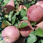 Яблоня «Орлик»: технология культивирования и достоинства сорта