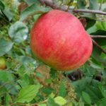 Яблоня «Орлик»: технология культивирования и достоинства сорта