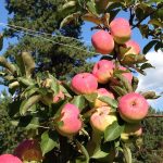 Яблоня «Орлик»: технология культивирования и достоинства сорта