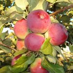 Яблоня «Орлик»: технология культивирования и достоинства сорта