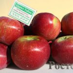 Яблоня «Орлик»: технология культивирования и достоинства сорта