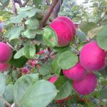 Яблоня «Орлик»: технология культивирования и достоинства сорта