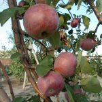 Яблоня «Орлик»: технология культивирования и достоинства сорта