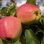 Яблоня «Орлик»: технология культивирования и достоинства сорта