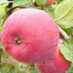 Яблоня «Орлик»: технология культивирования и достоинства сорта