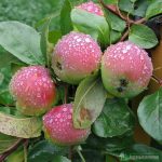 Яблоня «Уэлси»: описание сорта и правила культивирования