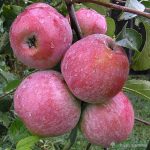 Яблоня «Уэлси»: описание сорта и правила культивирования