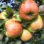 Яблоня «Уэлси»: описание сорта и правила культивирования