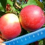 Яблоня «Уэлси»: описание сорта и правила культивирования