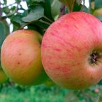 Яблоня «Уэлси»: описание сорта и правила культивирования
