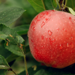 Яблоня «Уэлси»: описание сорта и правила культивирования