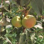 Яблоня «Уэлси»: описание сорта и правила культивирования