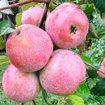 Яблоня «Уэлси»: описание сорта и правила культивирования