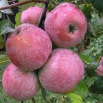 Яблоня «Уэлси»: описание сорта и правила культивирования