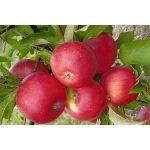 Яблоня «Уэлси»: описание сорта и правила культивирования