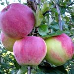 Яблоня «Уэлси»: описание сорта и правила культивирования