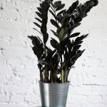 Замиокулькас: как ухаживать за долларовым деревом в домашних условиях