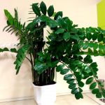 Замиокулькас: как ухаживать за долларовым деревом в домашних условиях