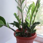 Замиокулькас: как ухаживать за долларовым деревом в домашних условиях