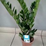 Замиокулькас: как ухаживать за долларовым деревом в домашних условиях