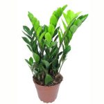 Замиокулькас: как ухаживать за долларовым деревом в домашних условиях