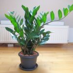 Замиокулькас: как ухаживать за долларовым деревом в домашних условиях