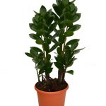 Замиокулькас: как ухаживать за долларовым деревом в домашних условиях