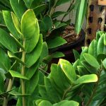 Замиокулькас: как ухаживать за долларовым деревом в домашних условиях