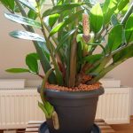 Замиокулькас: как ухаживать за долларовым деревом в домашних условиях