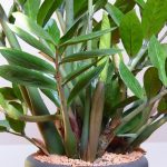 Замиокулькас: как ухаживать за долларовым деревом в домашних условиях