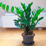 Замиокулькас: как ухаживать за долларовым деревом в домашних условиях