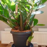 Замиокулькас: как ухаживать за долларовым деревом в домашних условиях