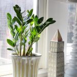 Замиокулькас: как ухаживать за долларовым деревом в домашних условиях